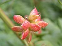 Glycyrrhiza Glabra (fam Fabacees) (rg mediterraneennes) (3) (Photo F. Mrugala)